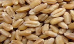 小麥的營(yíng)養(yǎng)價(jià)值及功效，小麥的功效與作用