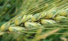 小麥有哪些營(yíng)養(yǎng)價(jià)值？