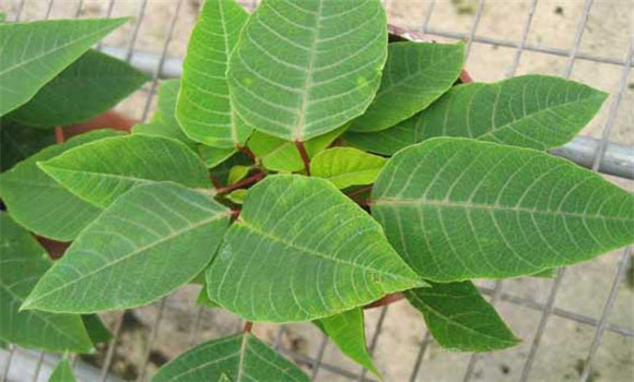 防治褐斑病用什么藥？