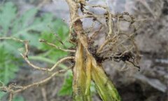 枯萎病的發(fā)病規(guī)律是什么？枯萎病的防治方法