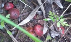 野地瓜多少錢一斤，吃野地瓜有什么好處