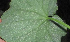 白粉虱怎么徹底消滅，白粉虱的防治方法