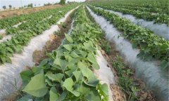 紅薯怎么種，種植紅薯的方法與步驟有哪些