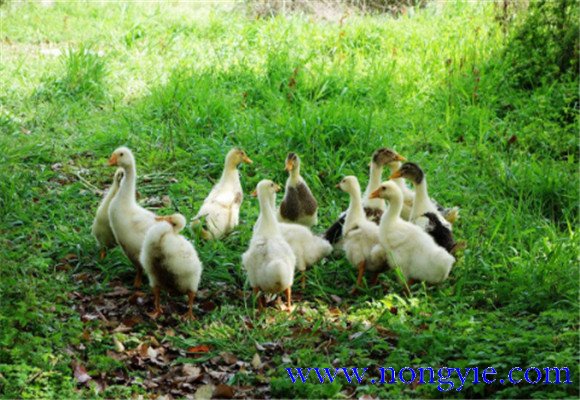 如何飼養(yǎng)鵝，鵝的飼養(yǎng)管理需注意事項(xiàng)