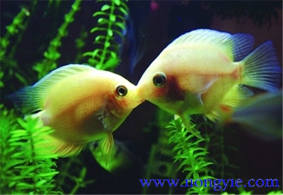 接吻魚(yú)的食物要求