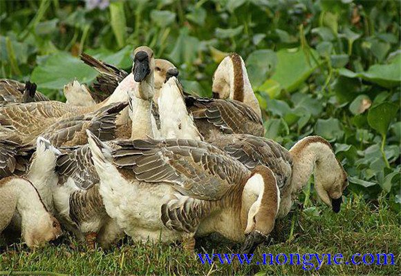用草飼料喂養(yǎng)鵝的辦法的注意事項(xiàng)