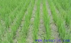 水稻曬田的最佳時間 水稻曬田的作用及技術(shù)要求