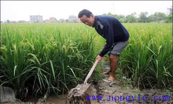 加強水漿管理，確保形成合理的群體