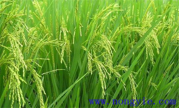 水稻穎殼張開、不灌漿與土壤有關(guān)