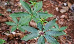 目前重樓的種植前景如何？