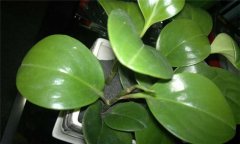 防輻射植物哪種最好？介紹幾種防輻射植物盆栽