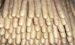 麻山藥保存方法 麻山藥貯藏注意事項及病害預(yù)防