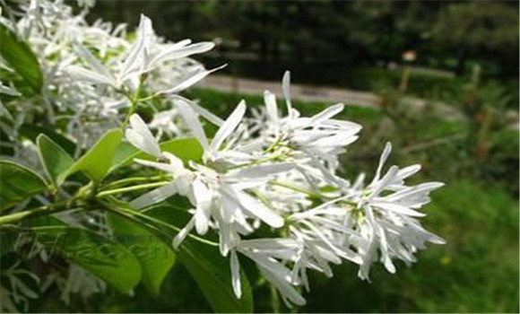 流蘇樹(shù)種植與管理要點(diǎn)