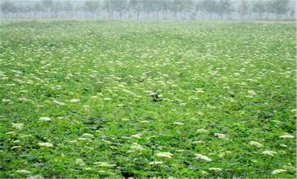 川芎種植技術(shù)
