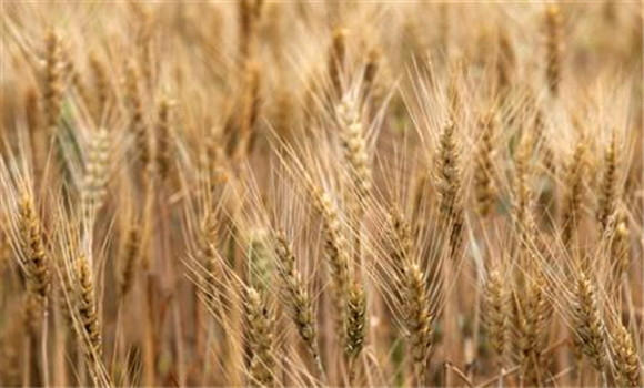 小麥在完熟期收獲為什么會減產