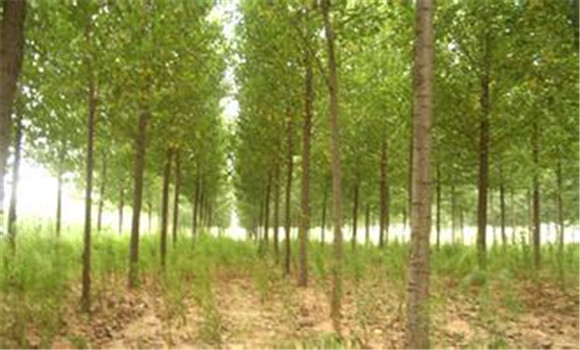 楊樹(shù)種植要注意防治三類(lèi)蟲(chóng)害