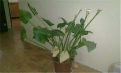 馬蹄蓮有毒嗎？馬蹄蓮的象征意義