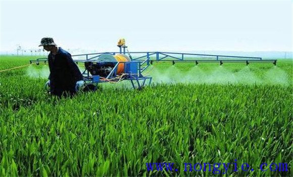 合理使用植物生長調(diào)節(jié)劑，防止小麥倒伏的方法