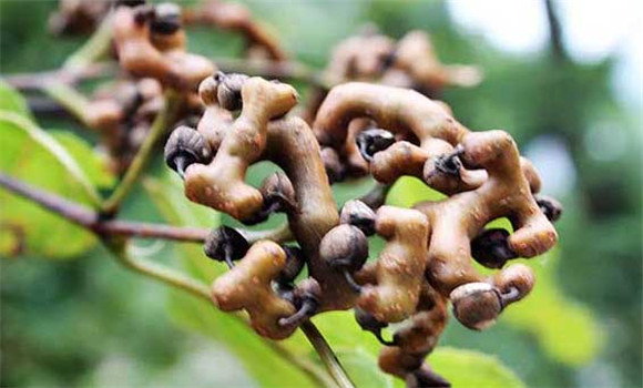 雞爪梨是什么東西？