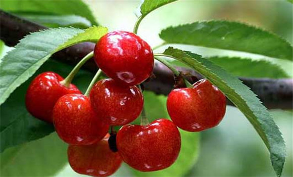 盆栽大櫻桃怎么養(yǎng)？