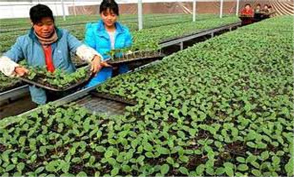 育苗營養(yǎng)塊育甜瓜苗技術