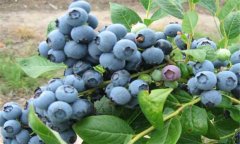 盆栽藍(lán)莓的種植方法簡(jiǎn)介