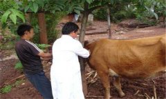 ?？谔阋叩闹委煼椒?、有什么藥治療