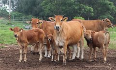 牛口蹄疫癥狀及治療方法 如何治療?？谔阋? /></a>
            <a href=