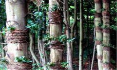 仿野生鐵皮石斛如何種植，鐵皮石斛的種植技術(shù)