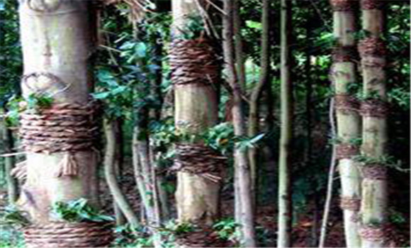 仿野生鐵皮石斛如何種植，鐵皮石斛的種植技術