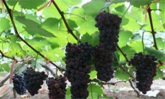 夏黑葡萄高產(chǎn)種植,夏黑葡萄如何種植能高產(chǎn)