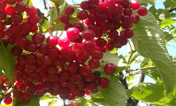 五味子種植技術