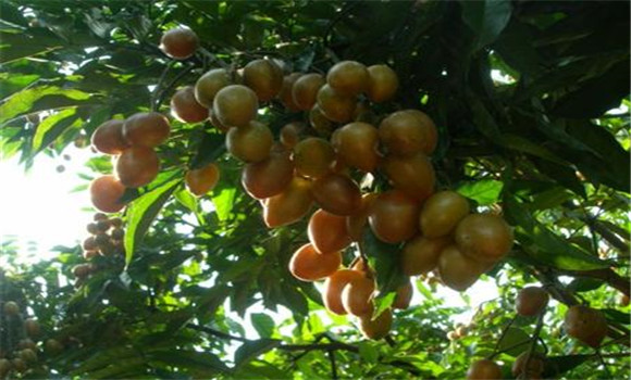 黃皮主要病蟲害怎么防治？