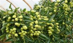 冬棗高效栽培技術 冬棗設施栽培方法