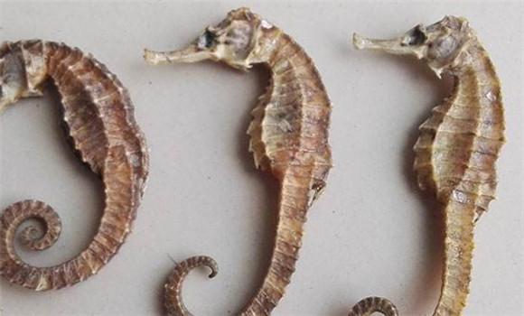 海馬的功效與作用