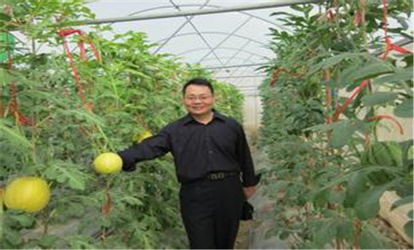 西瓜、甜瓜旱塘高壟栽培