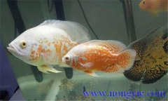 如何讓繁殖地圖魚，地圖魚的繁殖方法