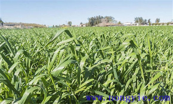 燕麥種植時(shí)間，燕麥?zhǔn)裁磿r(shí)間種植