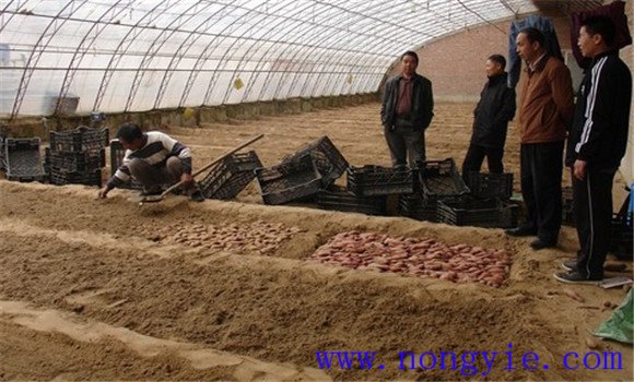 甘薯育苗時的苗床準備