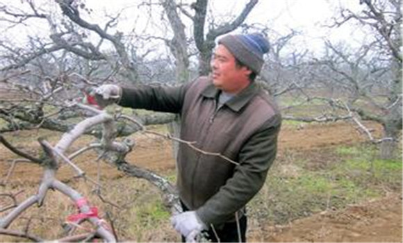 冬季果樹(shù)修剪有哪四個(gè)步驟