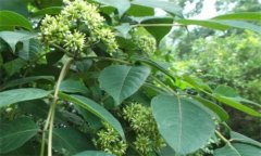 吳茱萸的功效是什么？