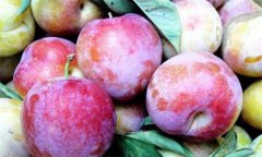 李子什么時(shí)候成熟，李子如何保鮮貯藏？