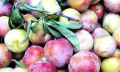 李子是酸性還是堿性、是涼性還是熱性？