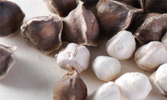 辣木種子怎么種？