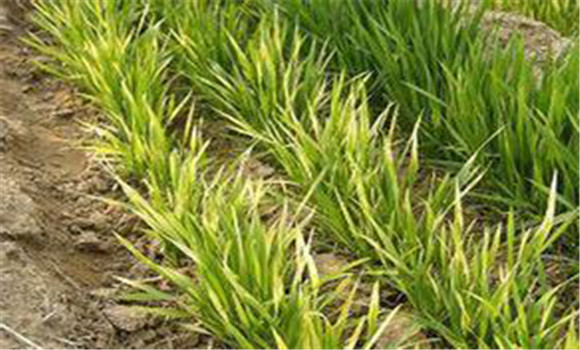 小麥黃、弱、死苗誘因及應對措施