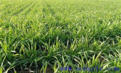 小麥冬前旺長(zhǎng)的危害，需要采取哪些措施控制