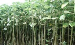 苧麻缺肥有何癥狀，如何施肥