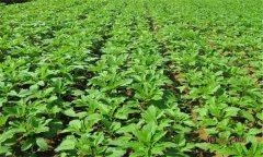 芝麻的田間管理技術要點 芝麻病蟲害如何防治