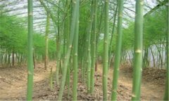 蘆筍的種植方法 蘆筍施肥、培土的管理方法