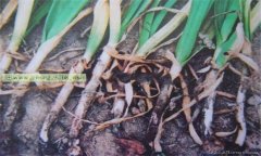 大蒜細菌性軟腐病的癥狀有哪些 怎樣防治？